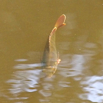 [A fish swimming toward the camera with the entire length of the fish visible. The top fin and tail are swerved to the right and are an orangish-red color. The dark stripes on the side of the fish are barely visible from this top view.]